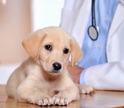 obchodní plán veterinární kliniky