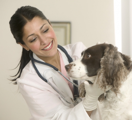 veterinärmedizinische Dienstleistungen