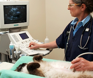 servicii veterinare