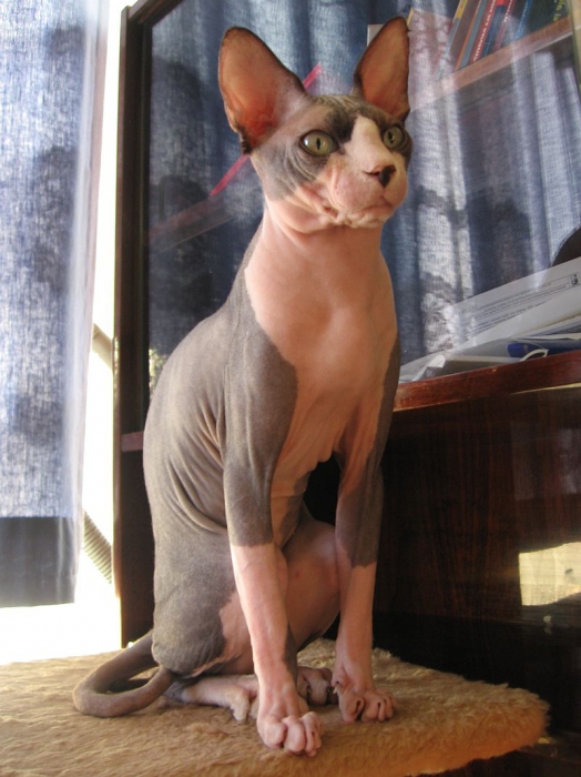 szfinx macskák