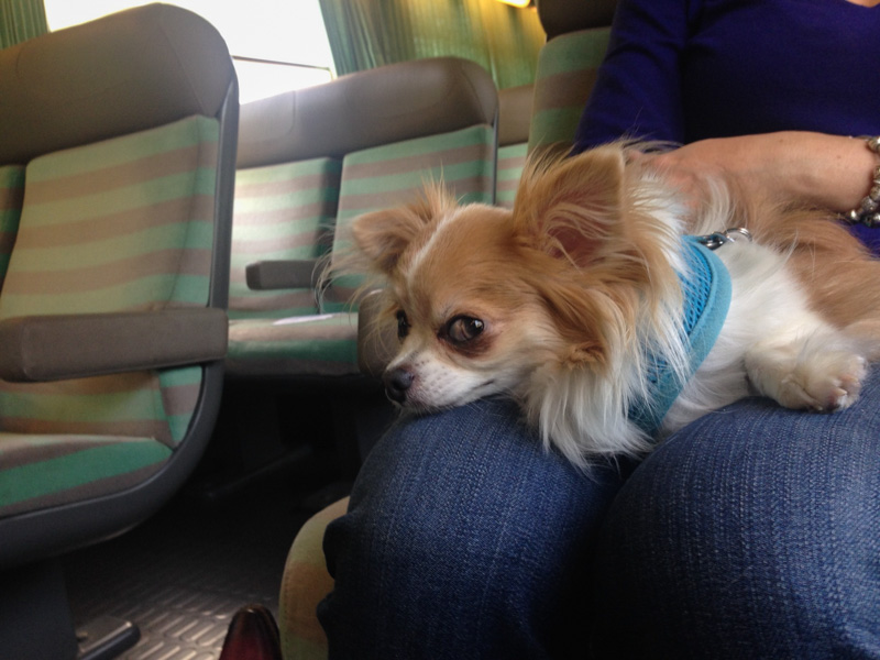 vervoer van dieren in een trein