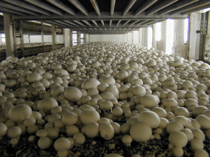 växer champignons som ett företag