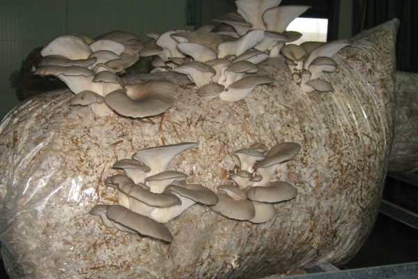 Anbau von Austernpilzen
