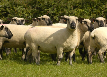 schapen fokken als een bedrijf
