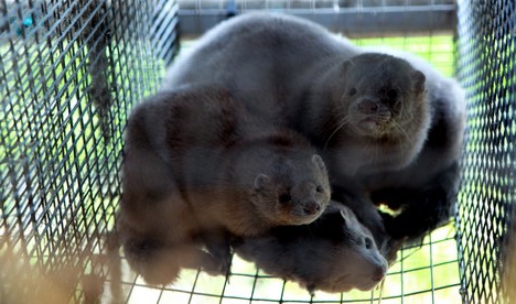 mink breeding business plan