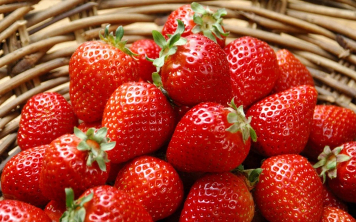 fraises dans une serre