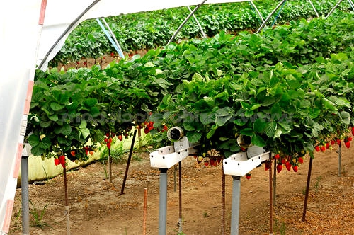 strawberry growing business plan
