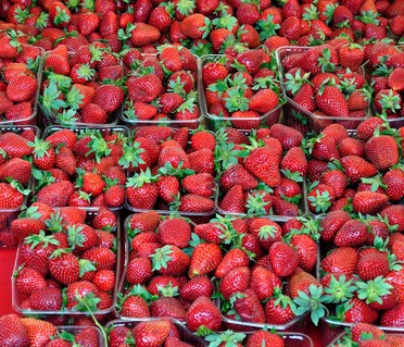 technologie pour la culture de fraises en plein champ