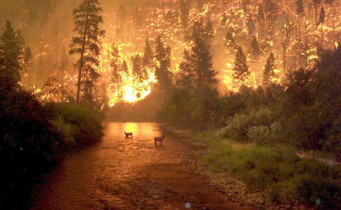 incendiu de pădure