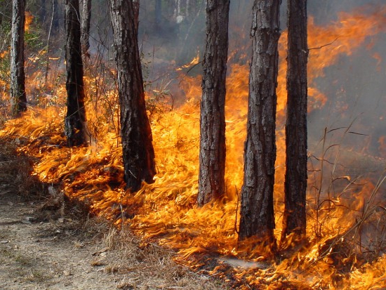 incendii de pădure