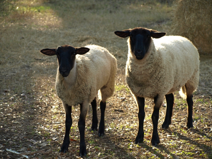 obchodní plán chovu ovcí