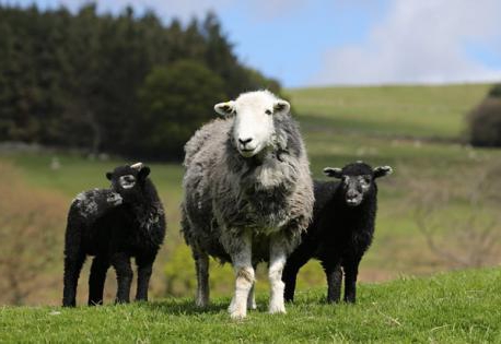 chov a chov ovcí