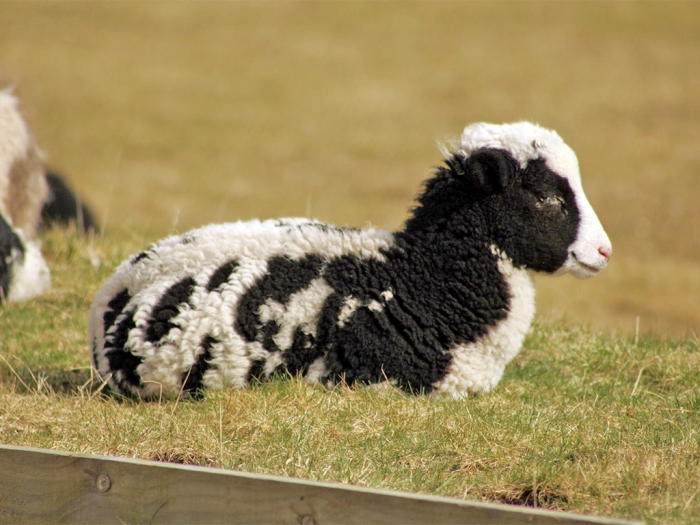 chov ovcí na prodej