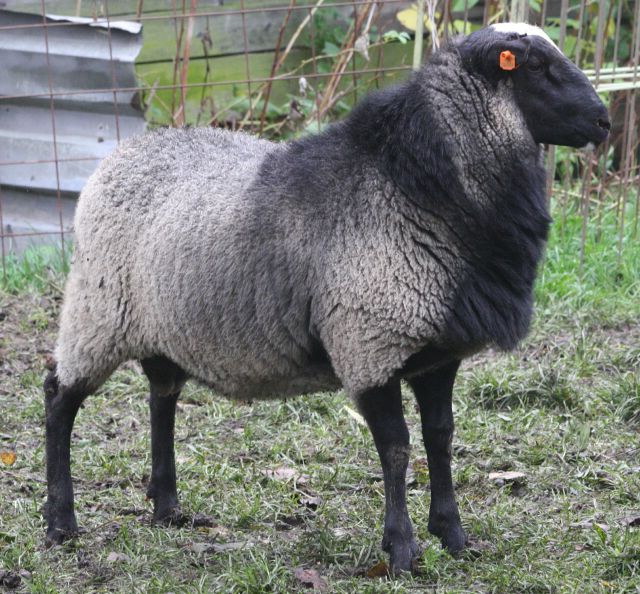 sheep and sheep breeding