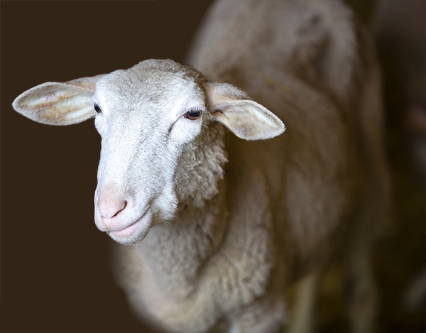  élevage de moutons en tant qu'entreprise