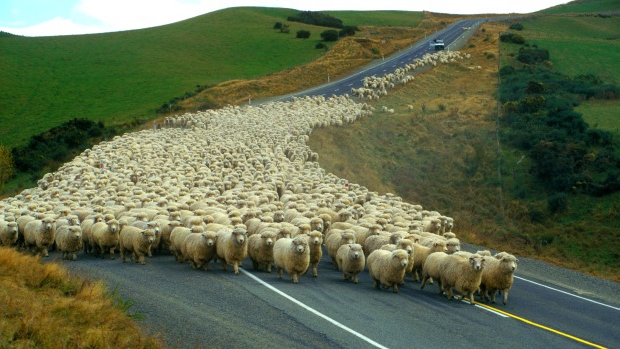  entreprise de moutons