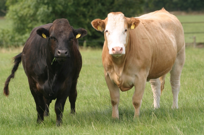 beef cattle business plan