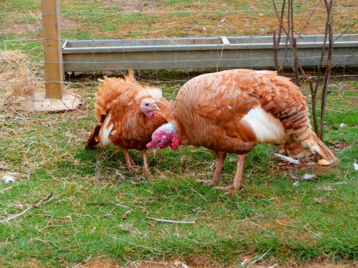 مزرعة دجاج منزلية