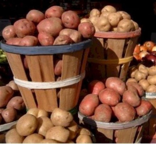 produkce brambor