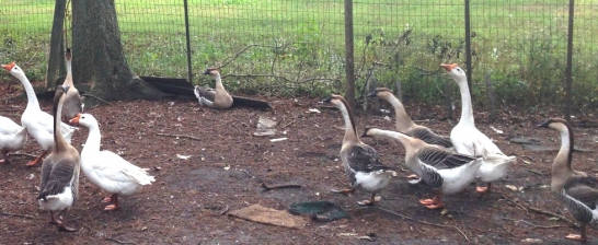 goose breeding business plan