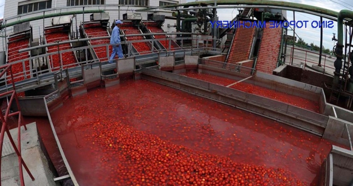 produktion av tomatpasta