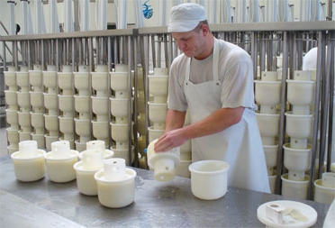 cheese making molds