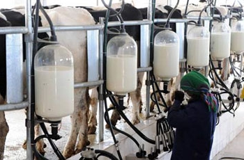 proces výroby mlieka
