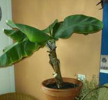 bananenboom
