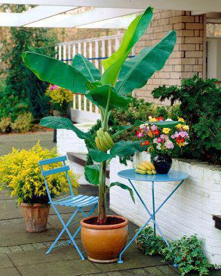 Wie wächst ein Bananenbaum?