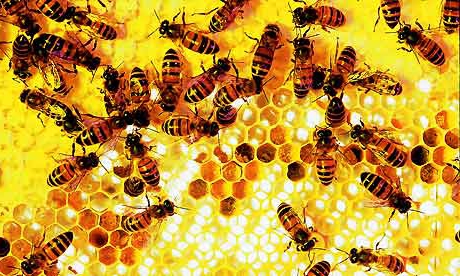 עסקי דבורים