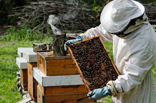 where to start beekeeping