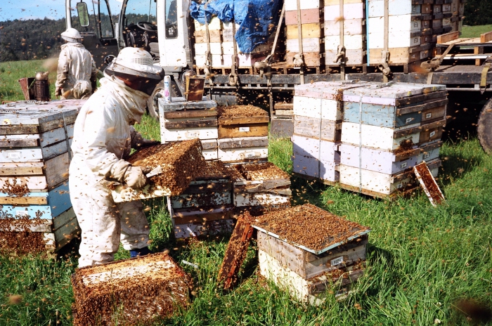 Bienengeschäft
