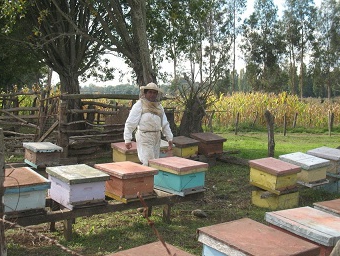 how much the beekeeper earns