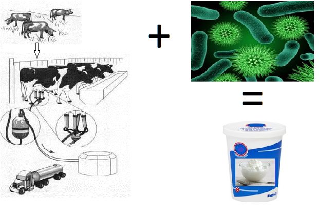 a tejföl készítéséhez felhasznált alapanyagok