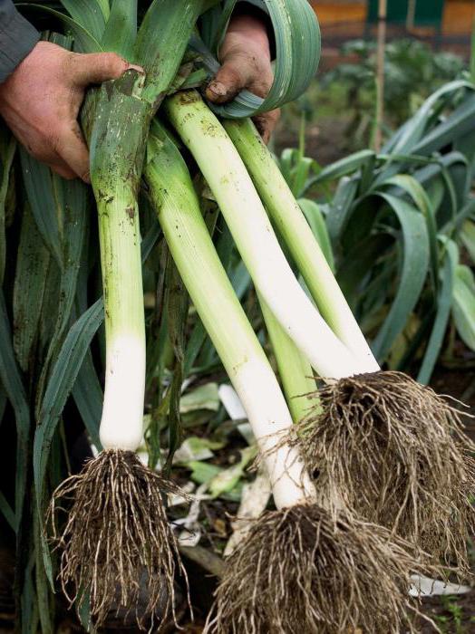 growing onions as a business