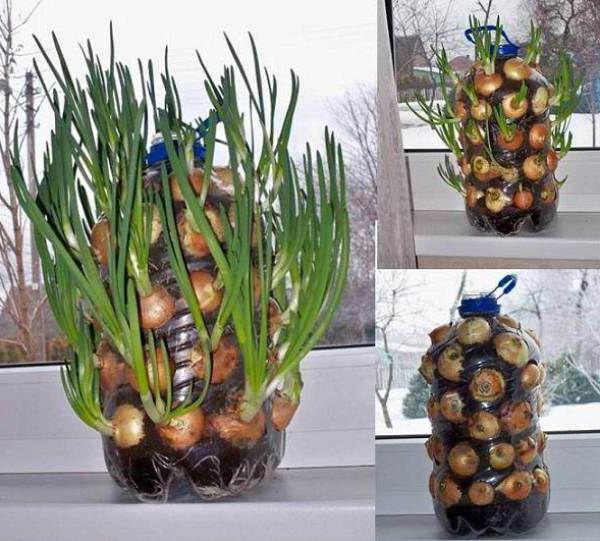 onion growing technology