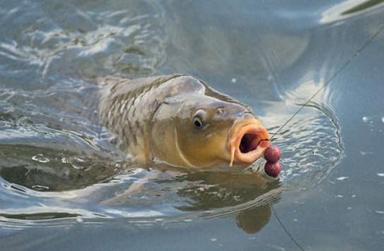 carp disease in the pond