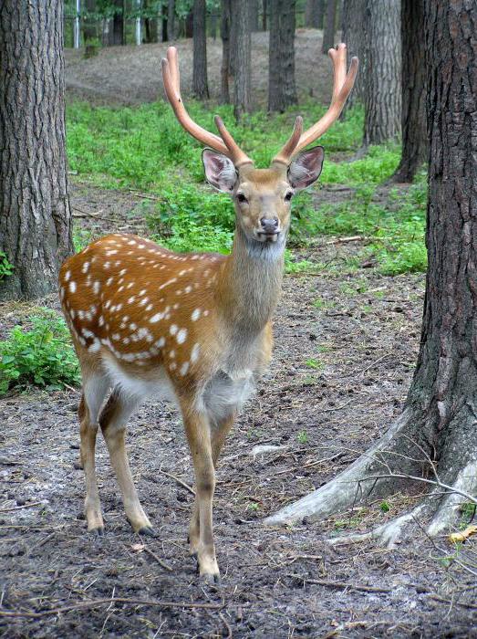 Riserva naturale Lazovsky intitolata a L. Kaplanov