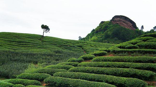 mi a neve a legdrágább teanak a világon