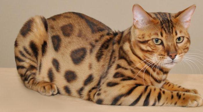 savannah cat