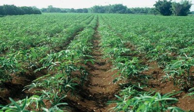 mezőgazdasági földterület