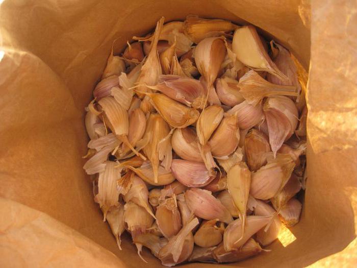 outdoor cultivation of garlic