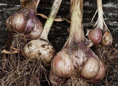 garlic cultivation and care