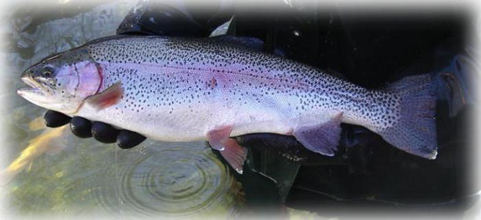 trout breeding in the pond