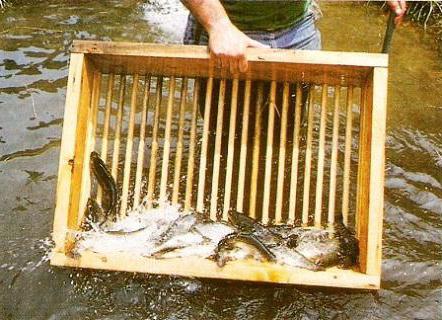Forellenzucht im Teich Technik und Ausstattung