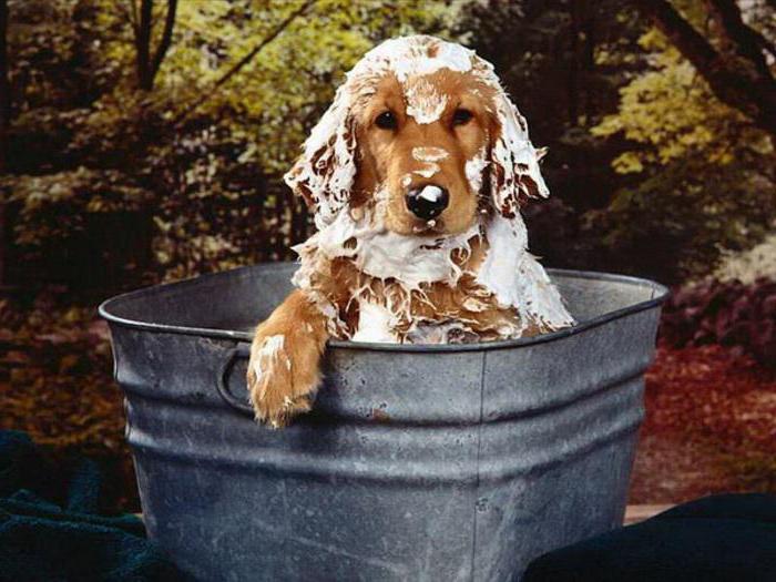 co dělá mýdlo od psů