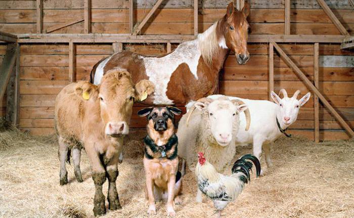 Boerderijdieren fokken