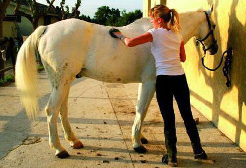 Elevage et élevage d'animaux