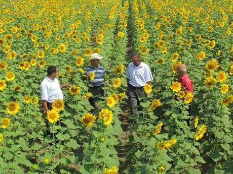 Sonnenblumenanbau mit Zero-Technologie