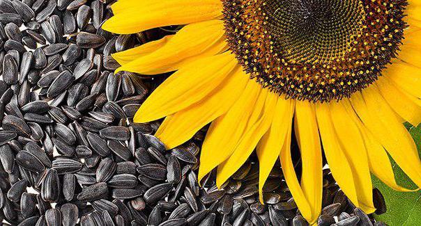 Wachstumsbedingungen für Sonnenblumen